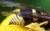 Ancistrocerus sp.